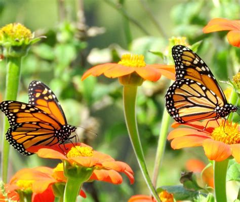 From Pollinators to Pest Control: The Ecological Role of Butterflies