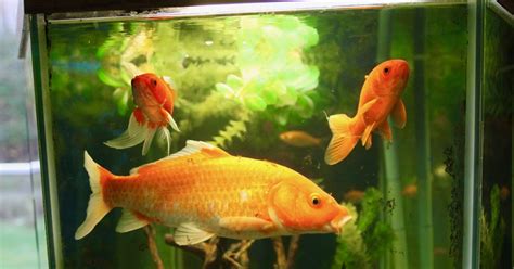 From Pond to Clouds: The Ascension of Goldfish