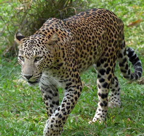 From Prey to Predator: Humanity's Role in Leopard-Caused Conflicts