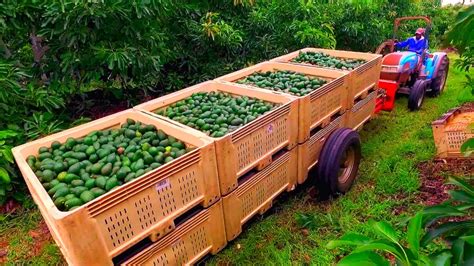 From Seed to Harvest: The Journey of Avocado Farming