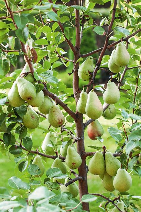 From Seed to Splendor: Cultivating Your Own Pear Tree