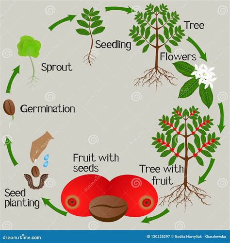 From Seedling to Harvest: The Lifecycle of a Coffee Tree