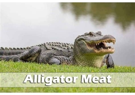 From Swamp to Plate: A Culinary Adventure Exploring Alligator Meat