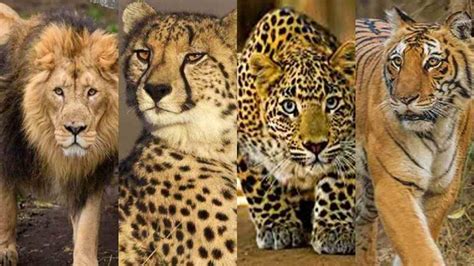 From Tigers to Leopards: Exploring the Multitude of Exquisite Feline Species