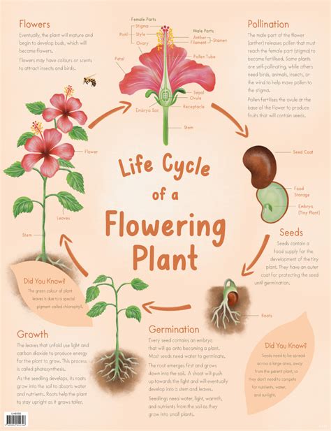 From Tiny Beginnings to Beautiful Blossoms: Exploring the Life Cycle of Flowers