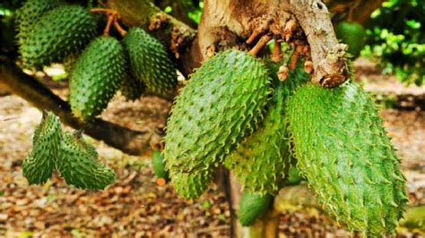 From Tree to Table: The Harvesting and Preparation of Soursop