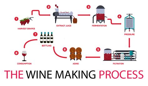 From Vine to Glass: The Intricate Process of Wine Making and Aging