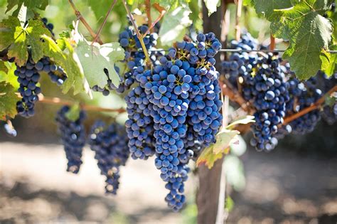 From Vine to Table: The Journey of Producing Delicious Ripe Grapes