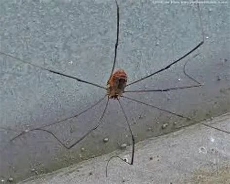 From Webs to Fatherhood: Exploring the Intriguing Reproductive Behaviors of Majestic Daddy Long Legs