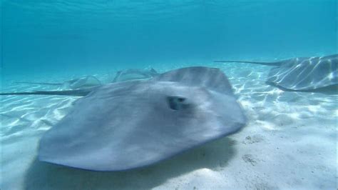 From the Depths of the Ocean: The Habitat of the Mysterious Dark Stingray