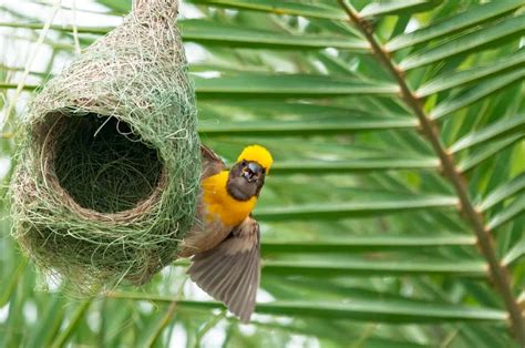 Fulfill Your Desire to Observe Avian Nests in their Natural Habitat