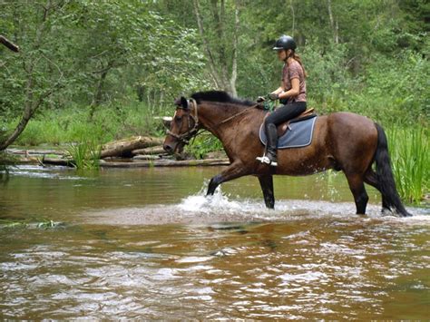 Fulfill Your Horseback Riding Fantasy: Journey into the World of Female Equines