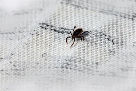 Future Innovations: Promising Methods for Eliminating Ticks