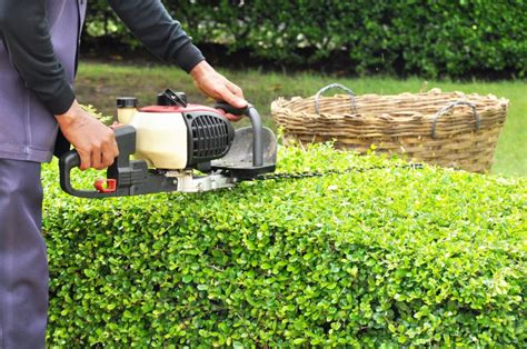 Garden Maintenance: Pruning, Weeding, and Pest Control