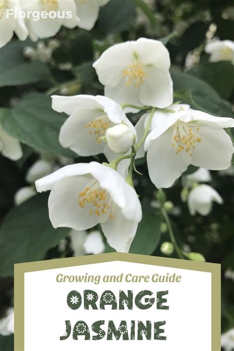 Gardening Insights: Revealing the Art of Nurturing Pristine Ivory Blooms