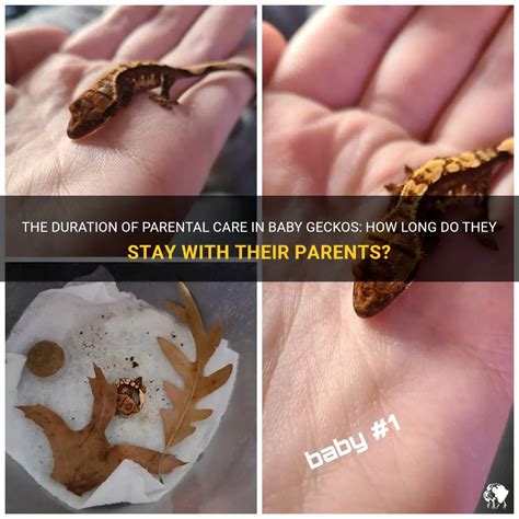 Gecko Parental Care: A Rare Phenomenon