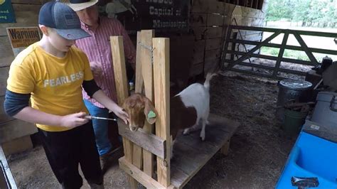 Goat Care and Health Maintenance: Vaccinations, Deworming, and Hoof Trimming