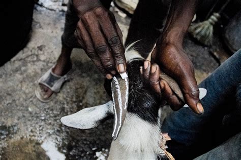 Goat Meat as a Symbol of Sacrifice and Tradition