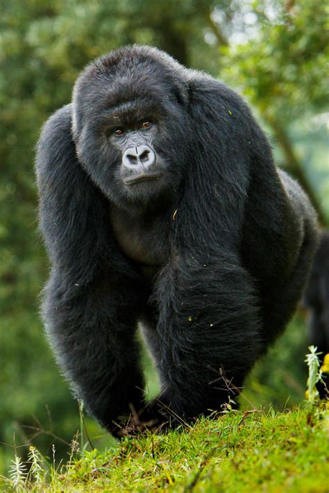 Gorillas: An Endangered Species