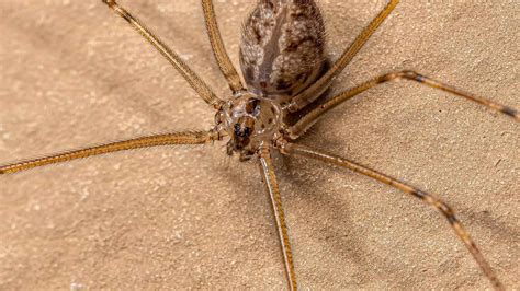 Grand Daddy Long Legs and their Remarkable Survival Strategies