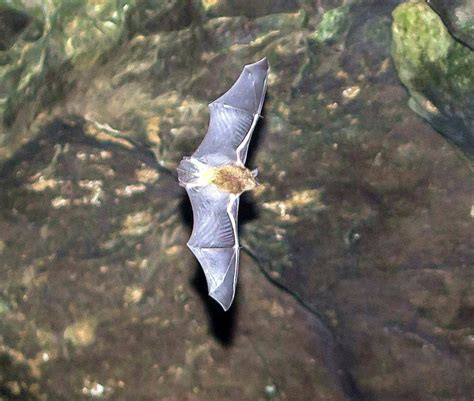 Grey Bats' Amazing Adaptations for Nocturnal Predation