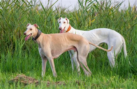 Greyhound Dogs as Guides: Exploring their Spiritual Significance