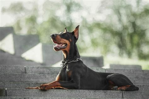 Grooming a Doberman: Maintaining their Sleek Coat