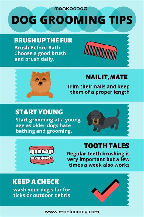 Grooming and Hygiene Tips for Your Canine Companion