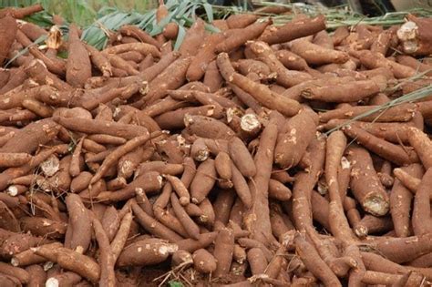 Growing Cassava: The Essential Crop Behind Garri Production