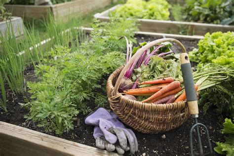 Growing Enormous Produce Right in Your Own Yard: Insider Tips and Advanced Techniques