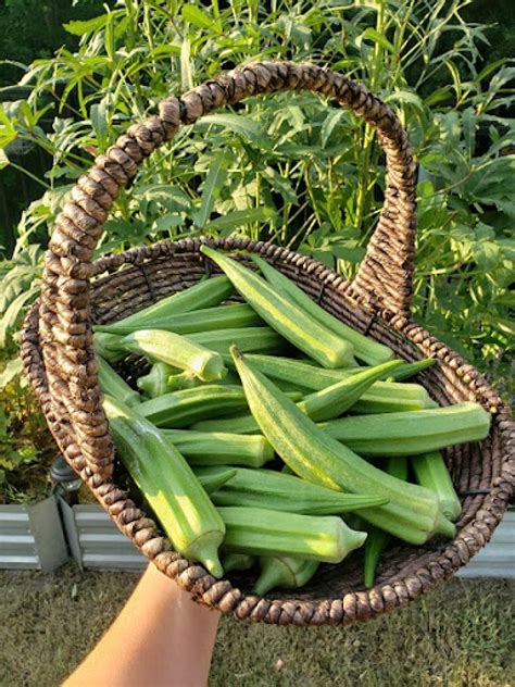 Growing Okra: Tips for Cultivation and Harvesting