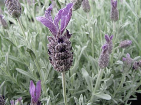 Growing and Caring for Lavender: Tips for Nurturing Your Own Lavender Garden