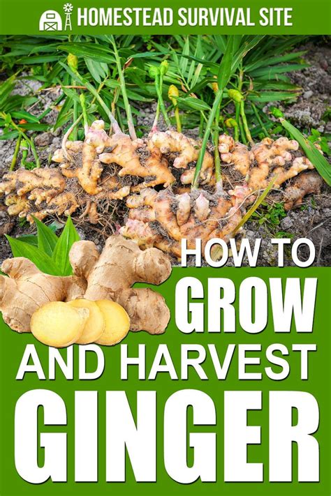 Growing and Harvesting Ginger at Home