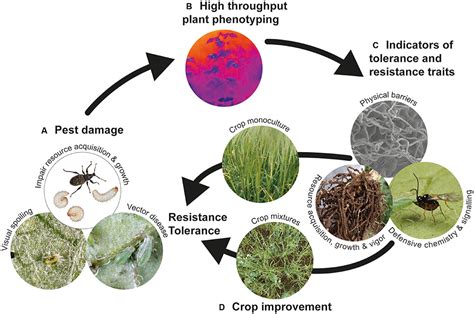 Guarding Your Crop: Defending Against Pests and Diseases