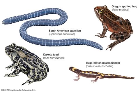 Habitat and Behavior of an Extraordinary Amphibian