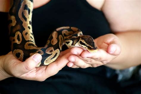 Handling Ball Pythons: Tips for Ensuring a Positive Interaction