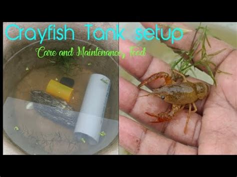 Handling and Safety: Proper Care and Maintenance of Crayfish