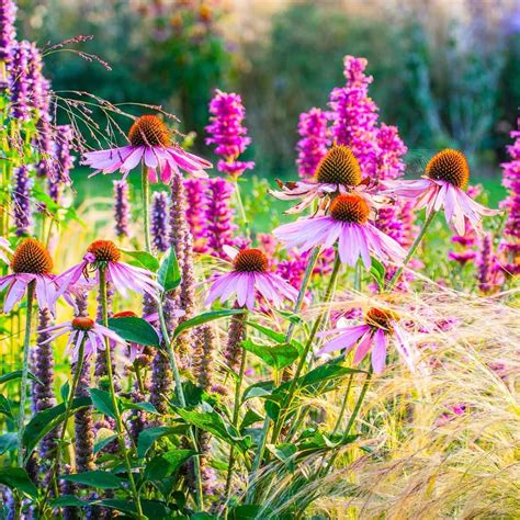 Harness the Power of Perennial Plants: Enjoy Colorful Blossoms Year after Year