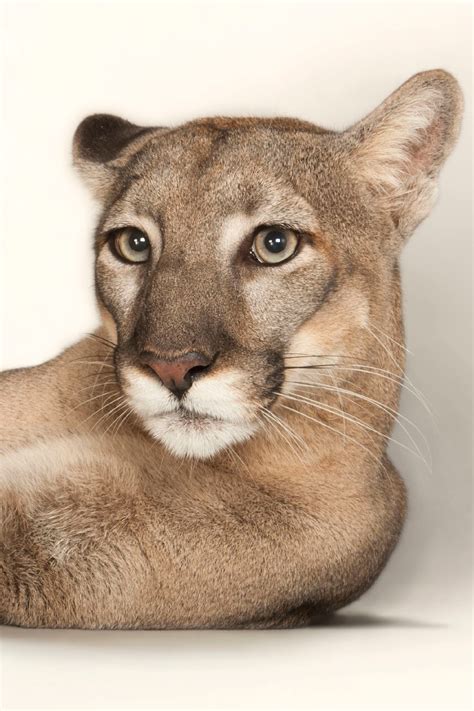 Harnessing the Power of Cougar Dreams to Empower Your Waking Life