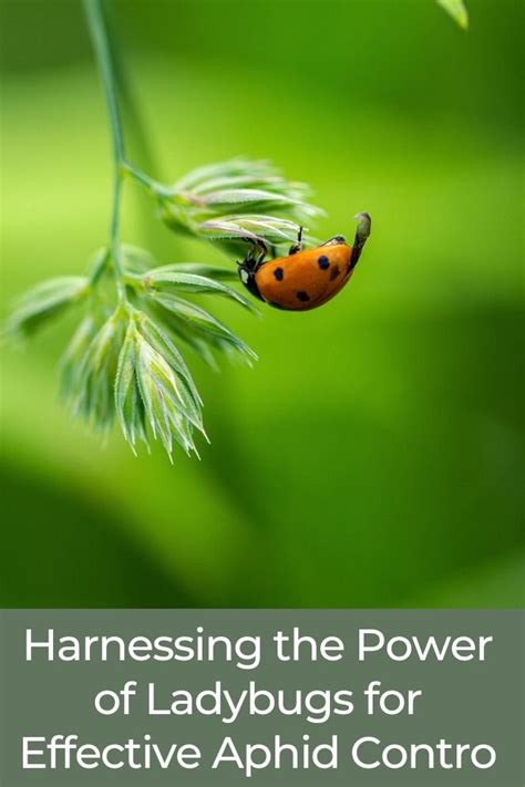 Harnessing the Power of Ladybug Dreams: Expanding Personal Growth through Symbolic Interpretation