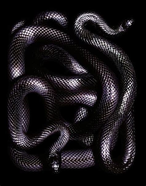 Harnessing the Power of Visualization to Tame the Dark Serpent