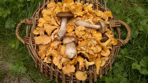 Harvesting and Preserving Fungal Delights