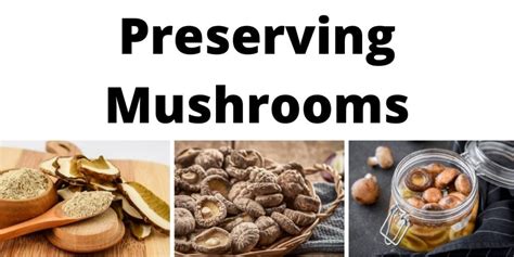 Harvesting and Preserving Mushrooms: Timing and Storage Techniques