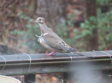 Healing and Transformation: Discovering Hope and Insight through Dreams of a Injured Dove