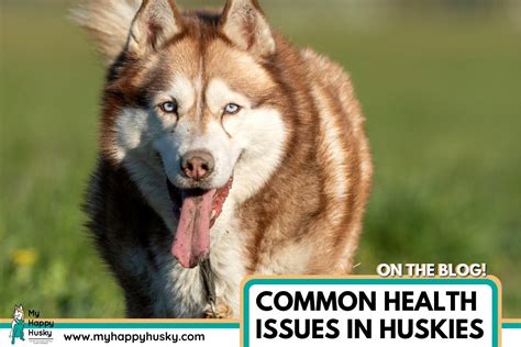 Health Concerns in Young Huskies: What to be Mindful of