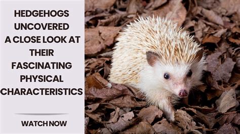 Hedgehogs: Exploring Their Physical Characteristics