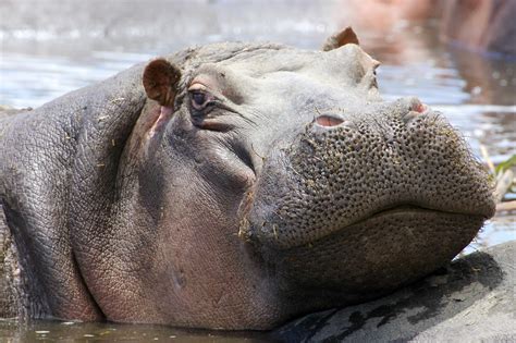 Hippopotamus: A Creature of Contradictions