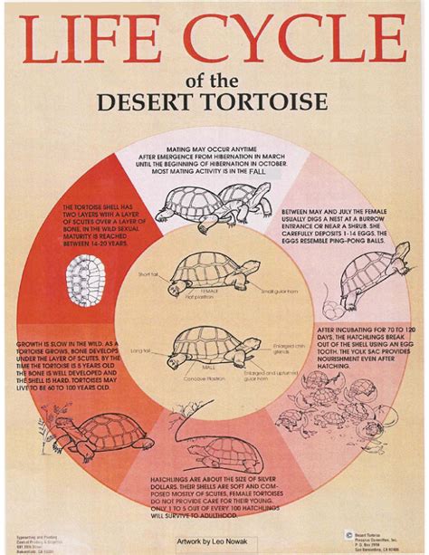 Historical Significance of Tortoise in Gastronomy