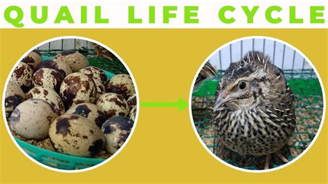 How Baby Quail Represent Various Aspects of Life in Indigenous American Heritage