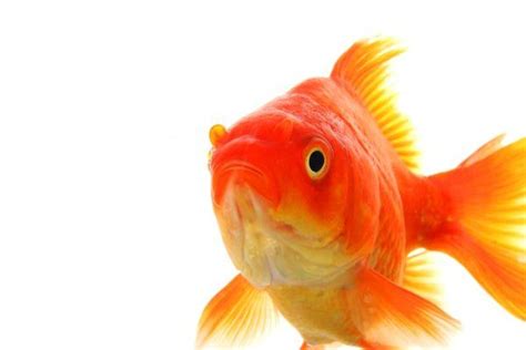 How Cultural Beliefs Impact the Interpretation of Toilet Goldfish Dreams